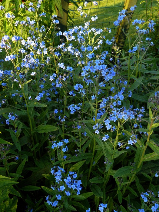 cynoglossum%20amabile%20%27blue%20shower%27.jpg