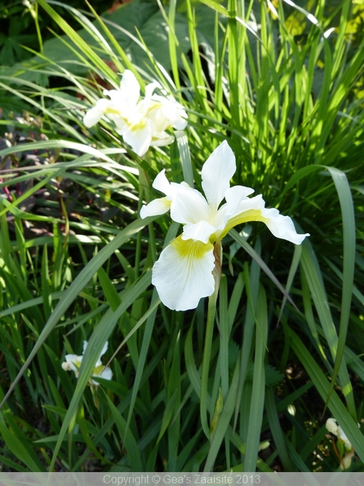 iris sibirica white wueen - siberische lis
