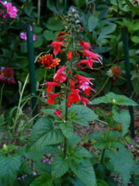 salvia coccinea Lady in Red