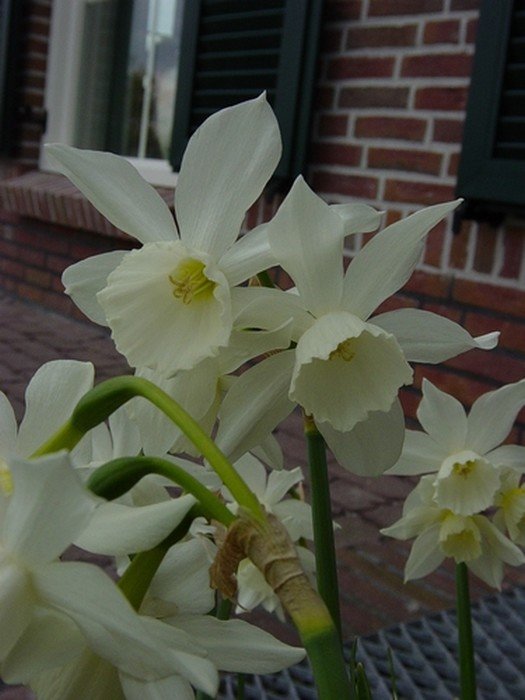 narcissustriandrusthalia.jpg