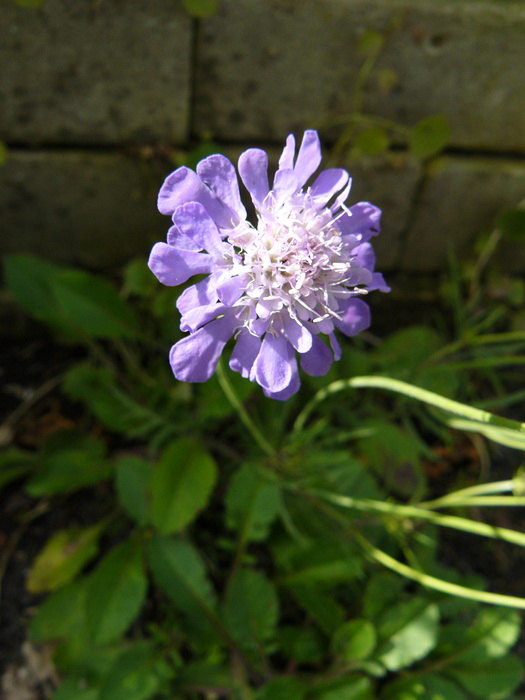 scabiosa columbaria butterfly blue