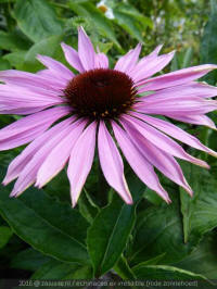 echinacea ex irresitible, zonnehoed