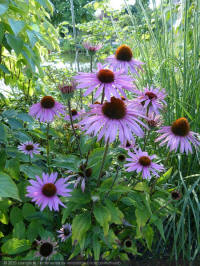 echinacea ex irresitible, zonnehoed