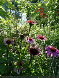 echinacea ex irresitible, zonnehoed