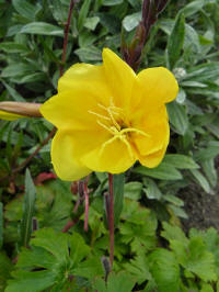 oenothera odorata apricot delight