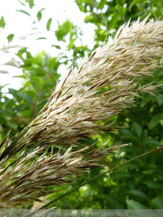 stipa calamagrostis - reuzenvedergras (zaad)