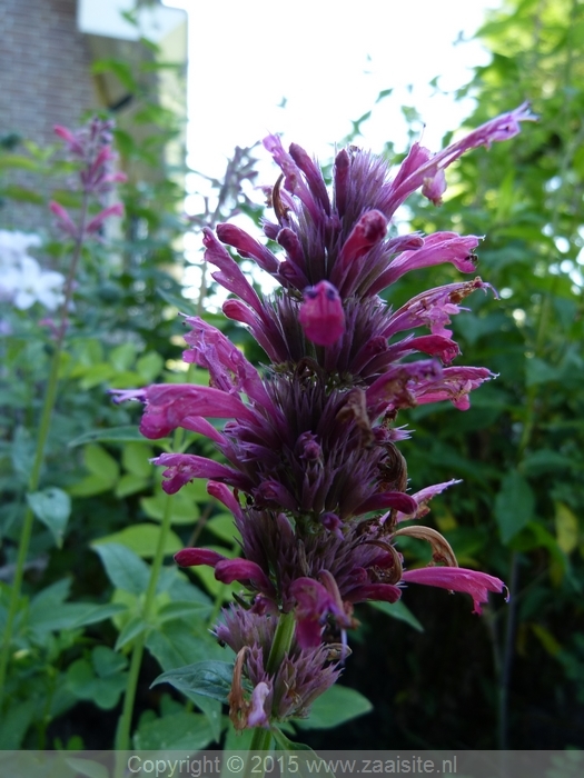 agastache mexicanum red fortune
