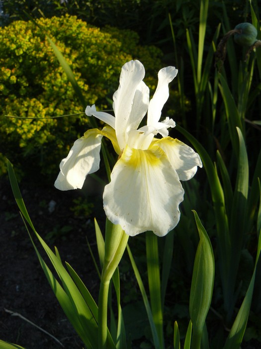 iris sibirica white queen - siberische lis