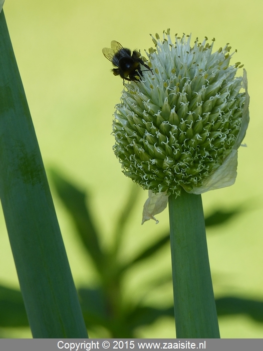 allium ascalonicum, sjalot