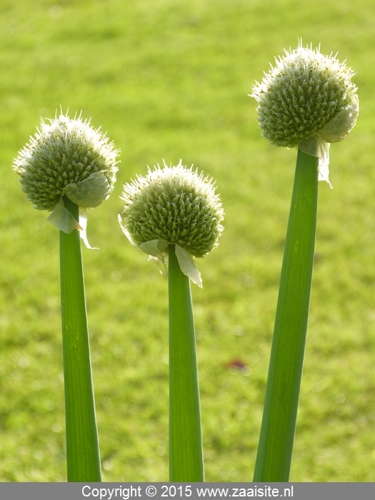 allium ascalonium