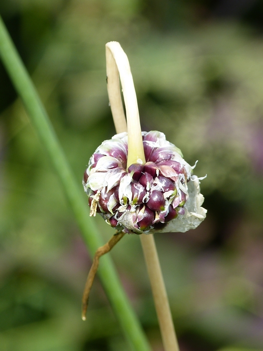 Alium sativum ophioscorodon, esculaap ui