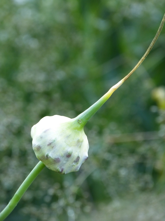 Alium sativum ophioscorodon, esculaap ui