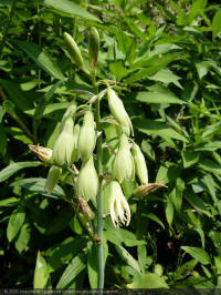 galtonia viridiflora, kaapse hyacinth