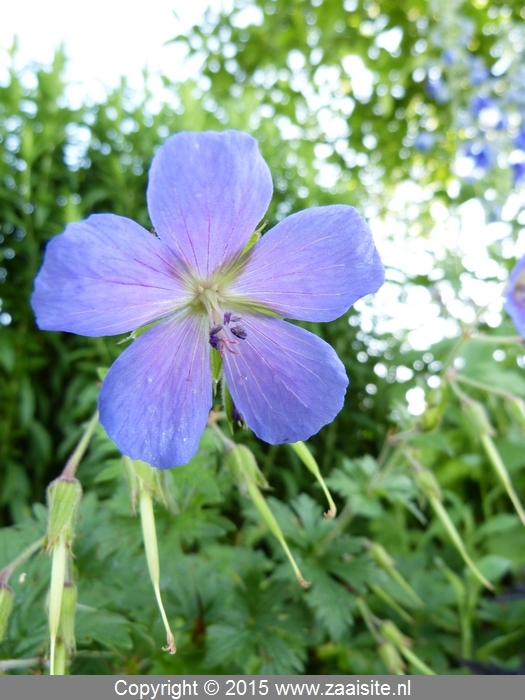 geranium pratense johnson's blue - beemdooievaarsbek