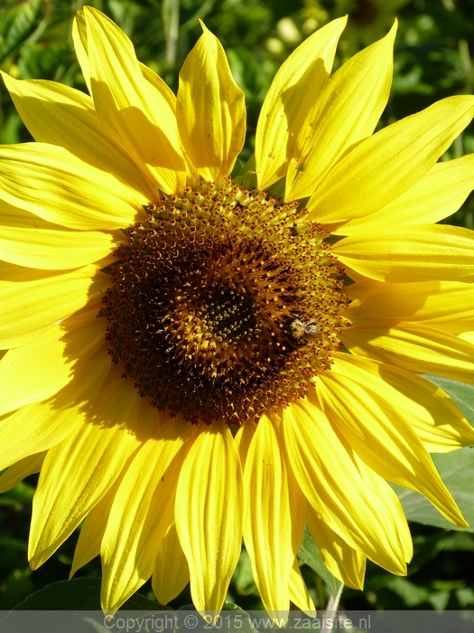 helianthus annuus medi, zonnebloem, sunflower