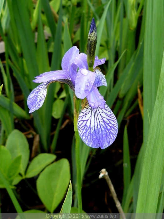 iris sibirica perry's blue