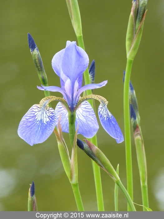 iris sibirica perry's blue - siberische lis