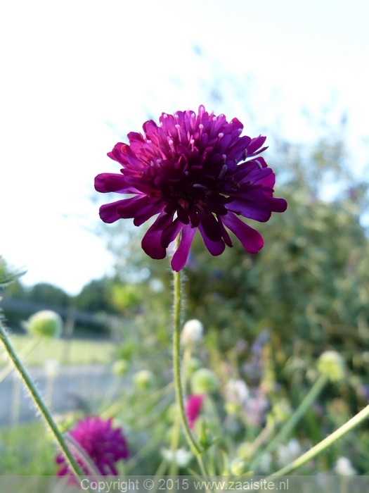 knautia macedonica red knight