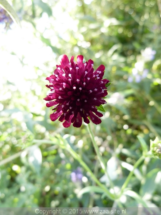 knautia macedonica red knight