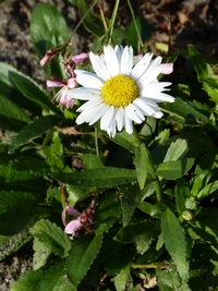 leucanthemum superbum dwarf snow lady, margriet, shasta daisy
