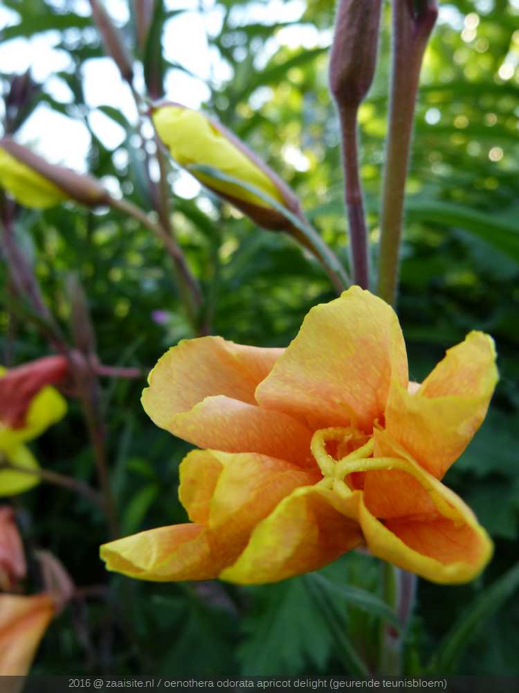 oenothera odorata apricot delight, geurende teunisbloem