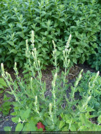 salvia disermas, transvaalsalie