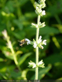 salvia disermas, transvaalsalie