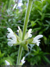 salvia disermas, transvaalsalie