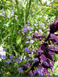 salvia splendens salsa purple, vuursalie