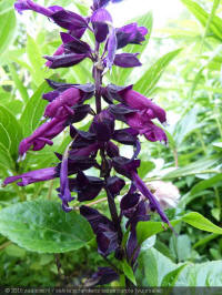 salvia splendens salsa purple, vuursalie