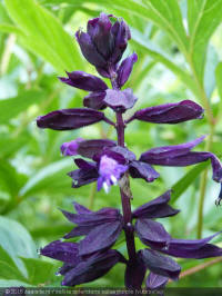 salvia splendens salsa purple, vuursalie