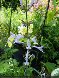 salvia scabra coastal blue sage