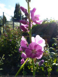 sidalcea candida party girl, griekse malva