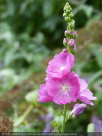 sidalcea candida party girl, griekse malva