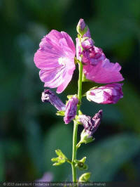 sidalcea candida party girl, griekse malva