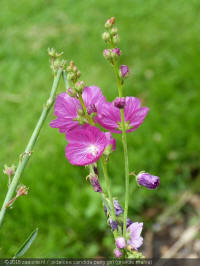 sidalcea candida party girl, griekse malva