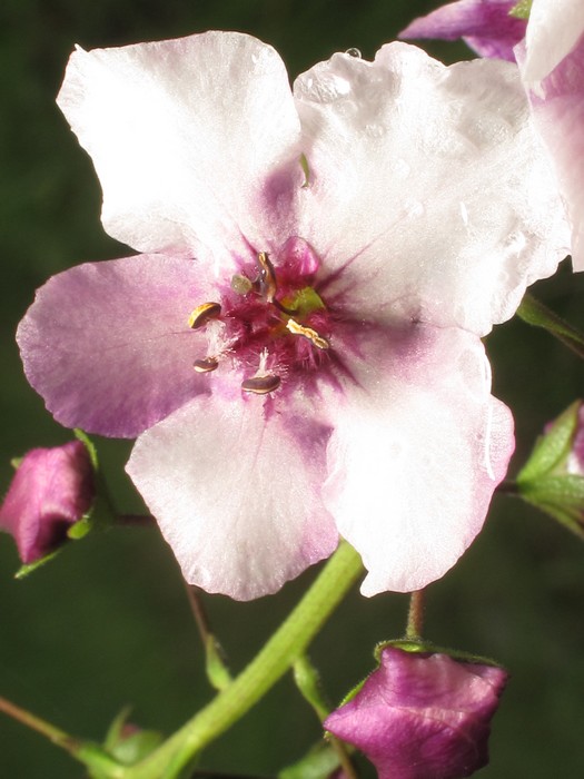Verbascum phoeniceum rosea, paarse toorts