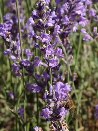 lavandula angustifolia lavendel