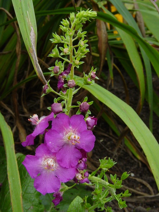 verbascum phoeniceum violetta, paarse toorts