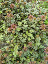 acaena microphylla kupferteppich