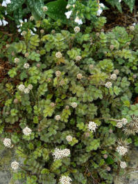 acaena microphylla kupferteppich
