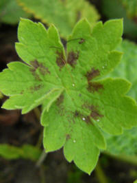 geranium phaeum