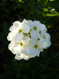 hesperis matronalis albiflorus witte damastbloem