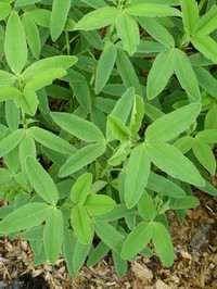 trifolium rubens blad