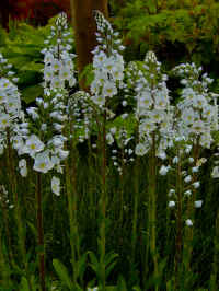 veronica gentianoides pallida