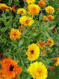 Calendula Touch of Red Mixed