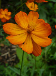 cosmos sulphureus klondike bright lights