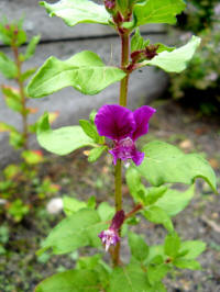 cuphea lanceolata purple