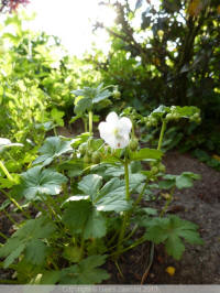 geranium macrorrhizum white ness