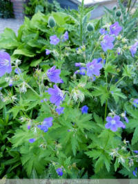 geranium sylvaticum mayflower